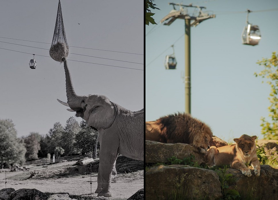 Télécabine zoo de Beauval